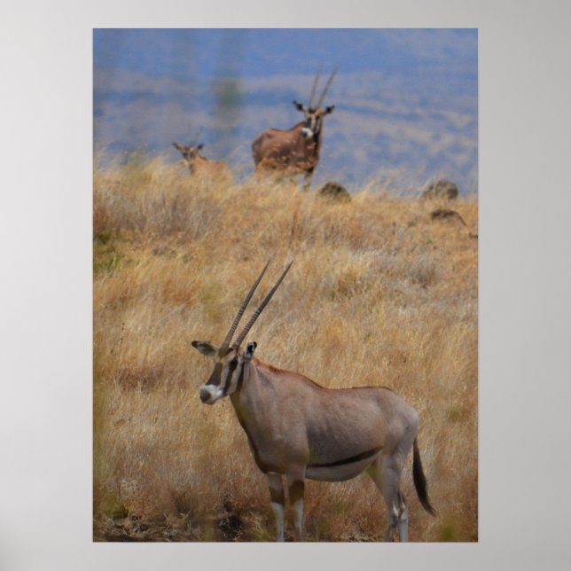 Oryx in Afrika Poster (Vorne)