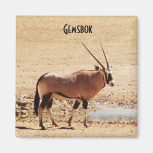 OryxGazella Kgalagadi Afrika Magnet