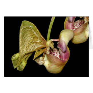 OSA : Coryanthes horichiana