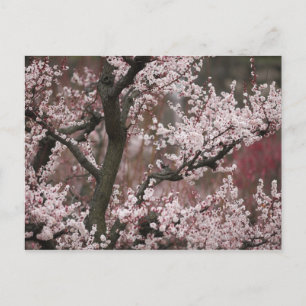 Osaka, Japan Postkarte