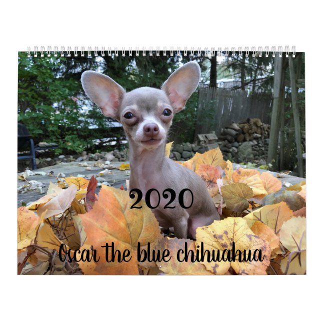 Oscar 2019 le calendrier bleu de chiwawa (Protection)