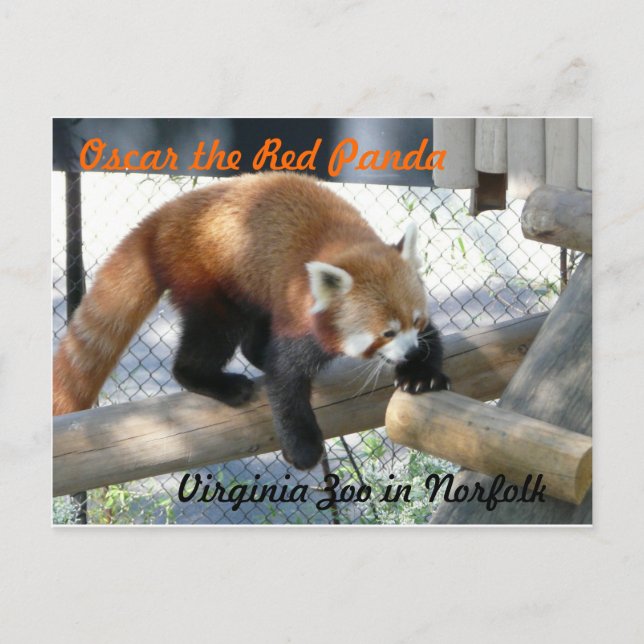 Oscar der Rote Panda im Zoo von Norfolk Postkarte (Vorderseite)