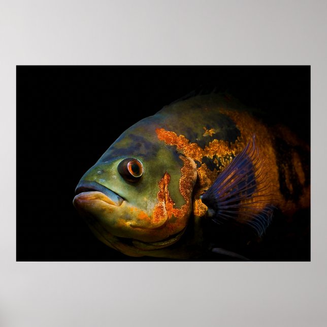 Oscar Fish Astronotus Ocellatus Poster (Vorne)