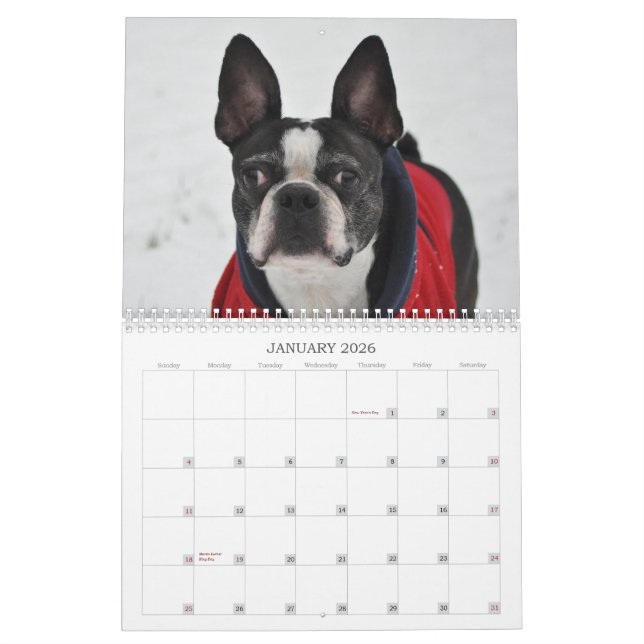 Oscar le calendrier de Boston Terrier 2013 (Jan 2026)