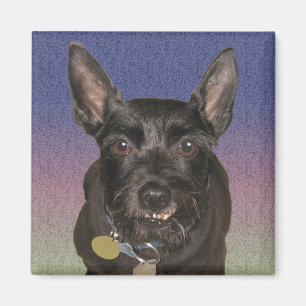 "Oscar" Square Magnet