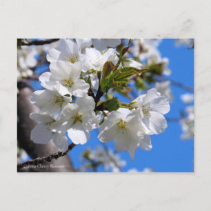 Oshima Cherry Blüten [Postkarte] Postkarte