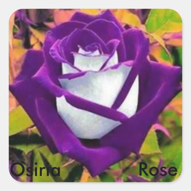 Osiria Rose Quadratischer Aufkleber (Vorderseite)