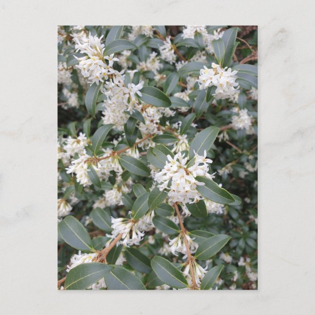 Osmanthus Burkwoodii dans la carte postale du parc (Devant)