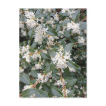 Osmanthus Burkwoodii im Park Postcard