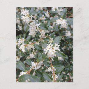 Osmanthus Burkwoodii im Park Postkarte