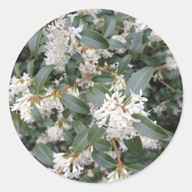 Osmanthus Burkwoodii im Park Runder Aufkleber (Vorderseite)