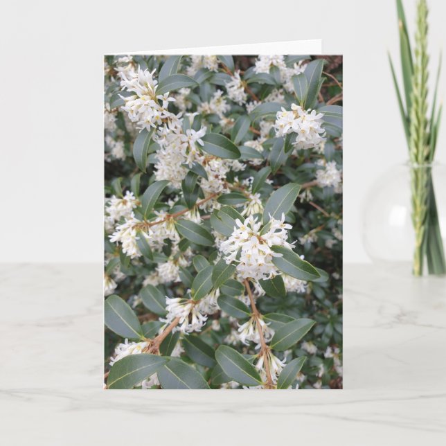 Osmanthus Burkwoodii in der Parkkarte Karte (Vorderseite)