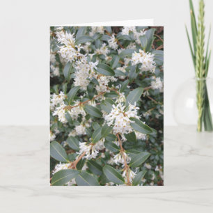 Osmanthus Burkwoodii in der Parkkarte Karte