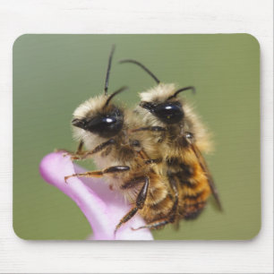 Osmia bicornis mousepad