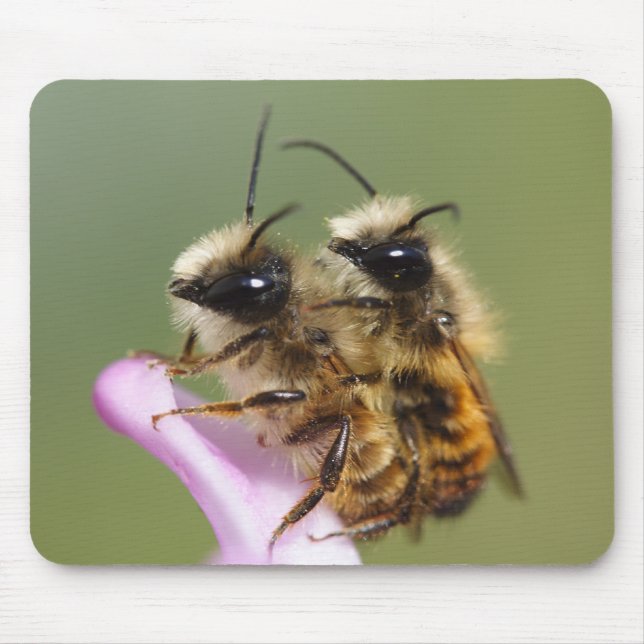 Osmia bicornis mousepad (Vorne)