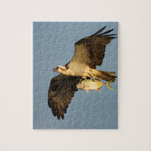 Osprey