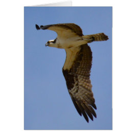 Osprey