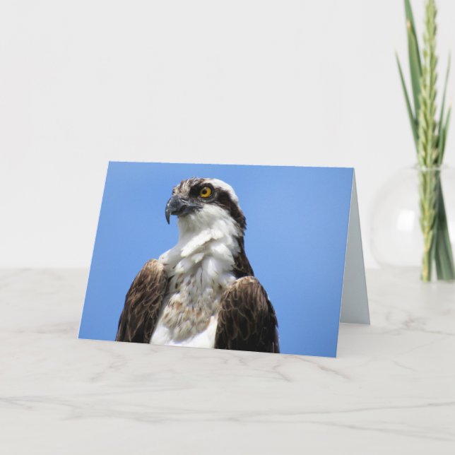 Osprey (4964) karte (Vorderseite)