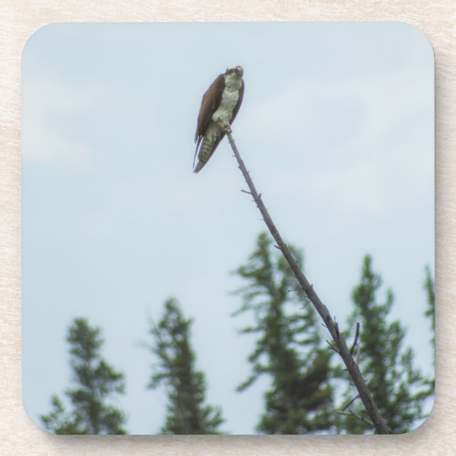 Osprey 9028 getränkeuntersetzer (Vorderseite)