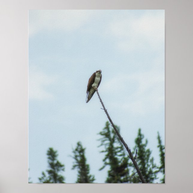 Osprey 9028 poster (Vorne)