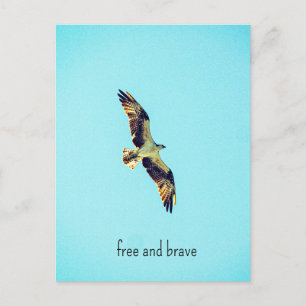 Osprey Art Feiertagspostkarte