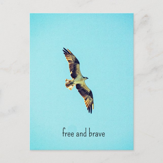 Osprey Art Feiertagspostkarte (Vorderseite)