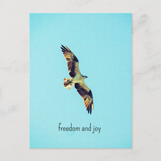 Osprey art postkarte (Vorderseite)
