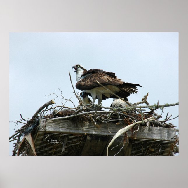 Osprey Babys in Nestplakat Poster (Vorne)