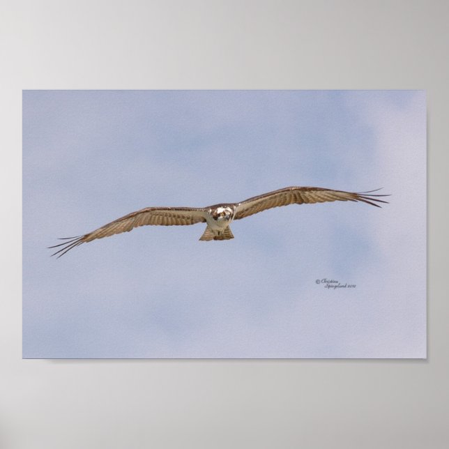 Osprey Bird Flying Poster (Vorne)