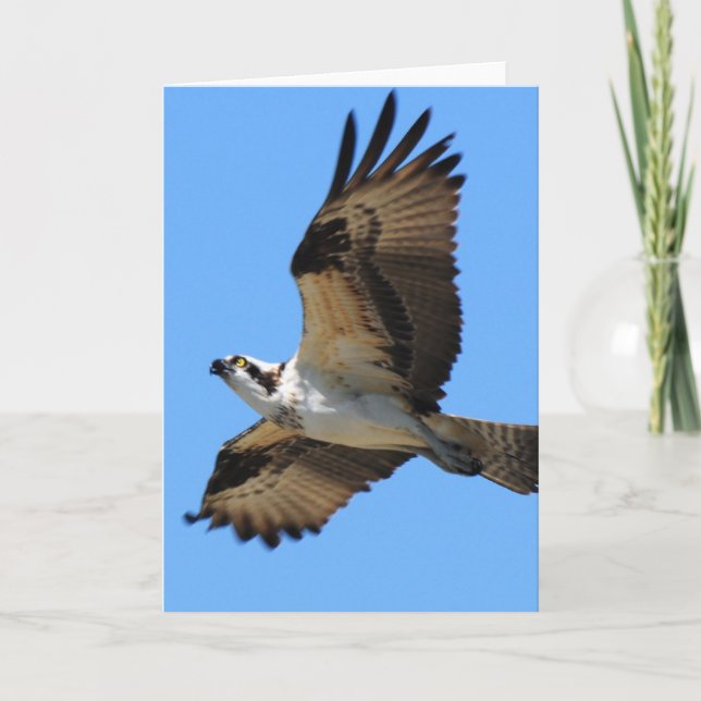 Osprey Bird Grußkarte Karte (Vorderseite)