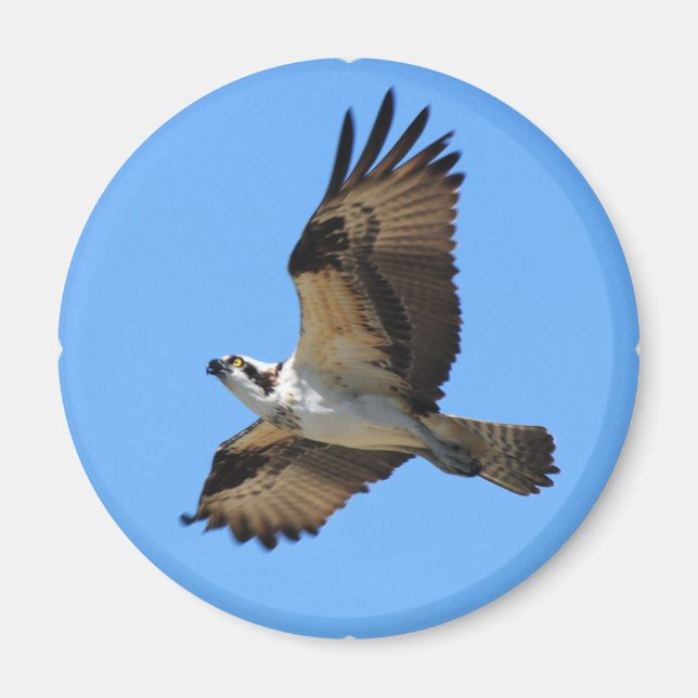Osprey Bird Magnet (Vorne)