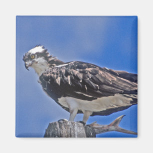 Osprey Bird Magnet