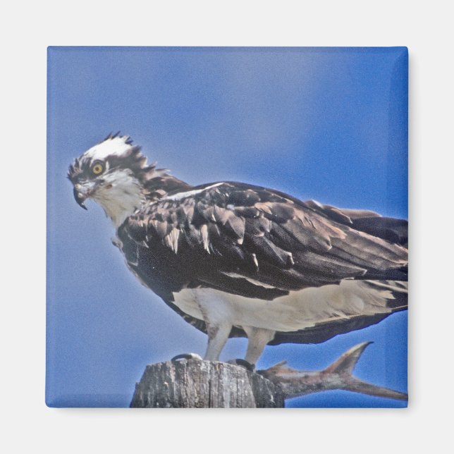 Osprey Bird Magnet (Vorne)