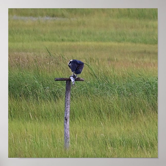 Osprey Bird mit Fischplakat Poster (Vorne)