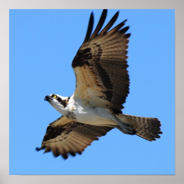Osprey Bird Poster (Vorne)