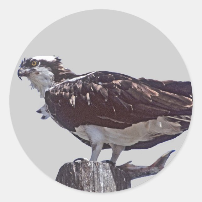 Osprey Bird Runder Aufkleber (Vorderseite)