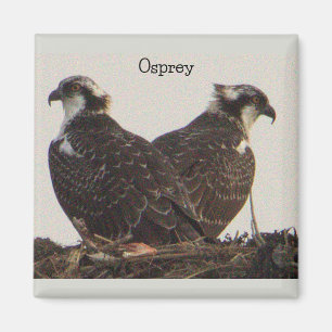 Osprey Birds in Nest Magnet