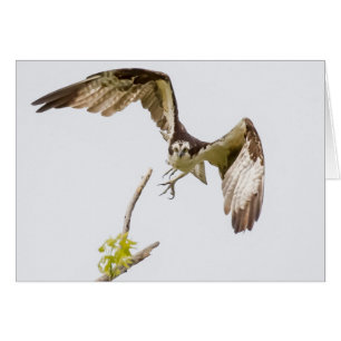Osprey Coming