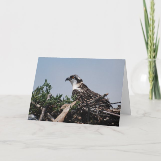 Osprey, der auf Nest-Gruß-Karte sitzt Karte (Vorderseite)
