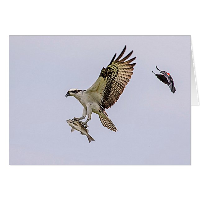 Osprey, der durch eine rotgeflügelte Amsel gejagt (Vorderseite (Horizontal))