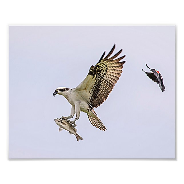 Osprey, der durch eine rotgeflügelte Amsel gejagt Fotodruck (Vorne)