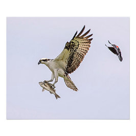 Osprey, der durch eine rotgeflügelte Amsel gejagt Fotodruck