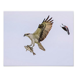 Osprey, der durch eine rotgeflügelte Amsel gejagt Fotodruck