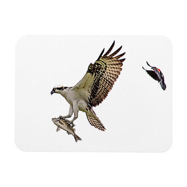 Osprey, der durch eine rotgeflügelte Amsel gejagt Magnet (Horizontal)