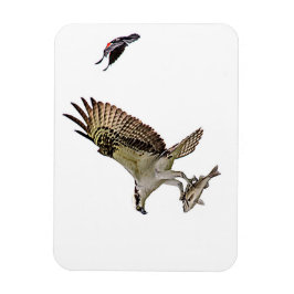 Osprey, der durch eine rotgeflügelte Amsel gejagt Magnet