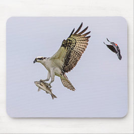 Osprey, der durch eine rotgeflügelte Amsel gejagt Mousepad