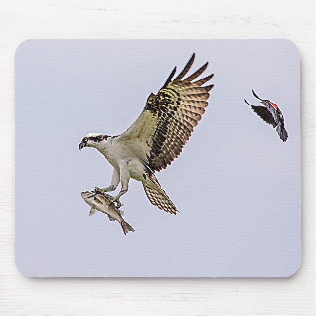 Osprey, der durch eine rotgeflügelte Amsel gejagt Mousepad (Vorne)