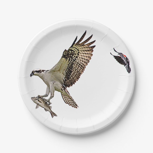 Osprey, der durch eine rotgeflügelte Amsel gejagt Pappteller (Vorderseite)
