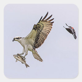 Osprey, der durch eine rotgeflügelte Amsel gejagt Quadratischer Aufkleber
