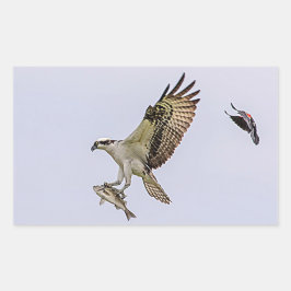 Osprey, der durch eine rotgeflügelte Amsel gejagt Rechteckiger Aufkleber